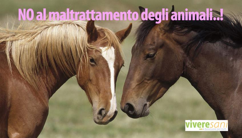 IHP – Italian Horse Protection IHP – Italian Horse Protection